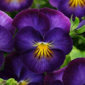 Meet your Posher, Ebony